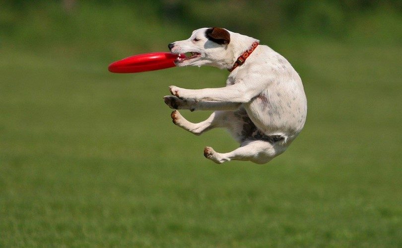 Freesbe: ótima opção para interagir com o cão nas áreas externas Crédito: Reprodução 