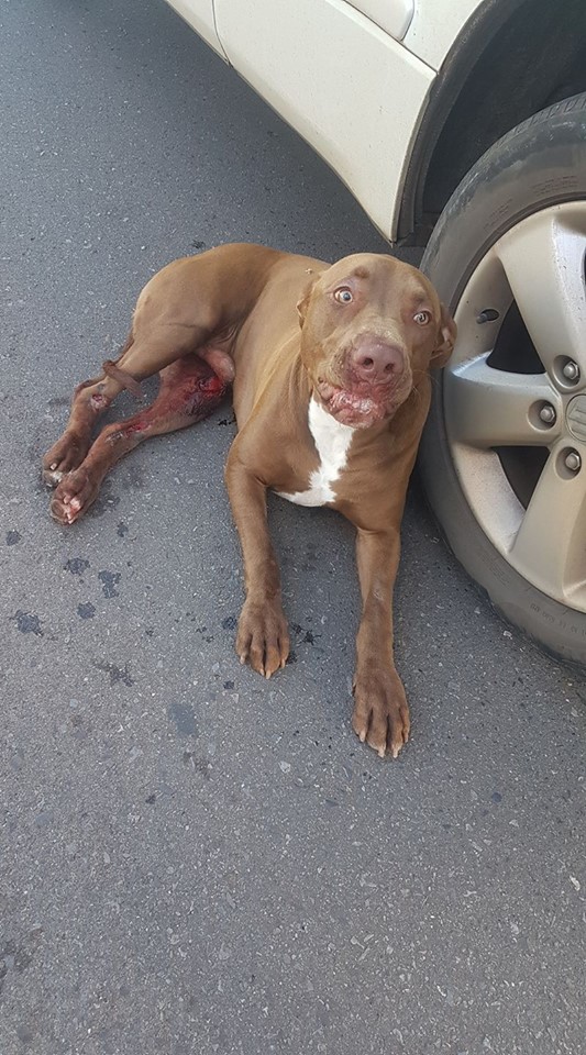 Choco foi socorrido imediatamente e fraturou uma patinha Crédito: Reprodução 