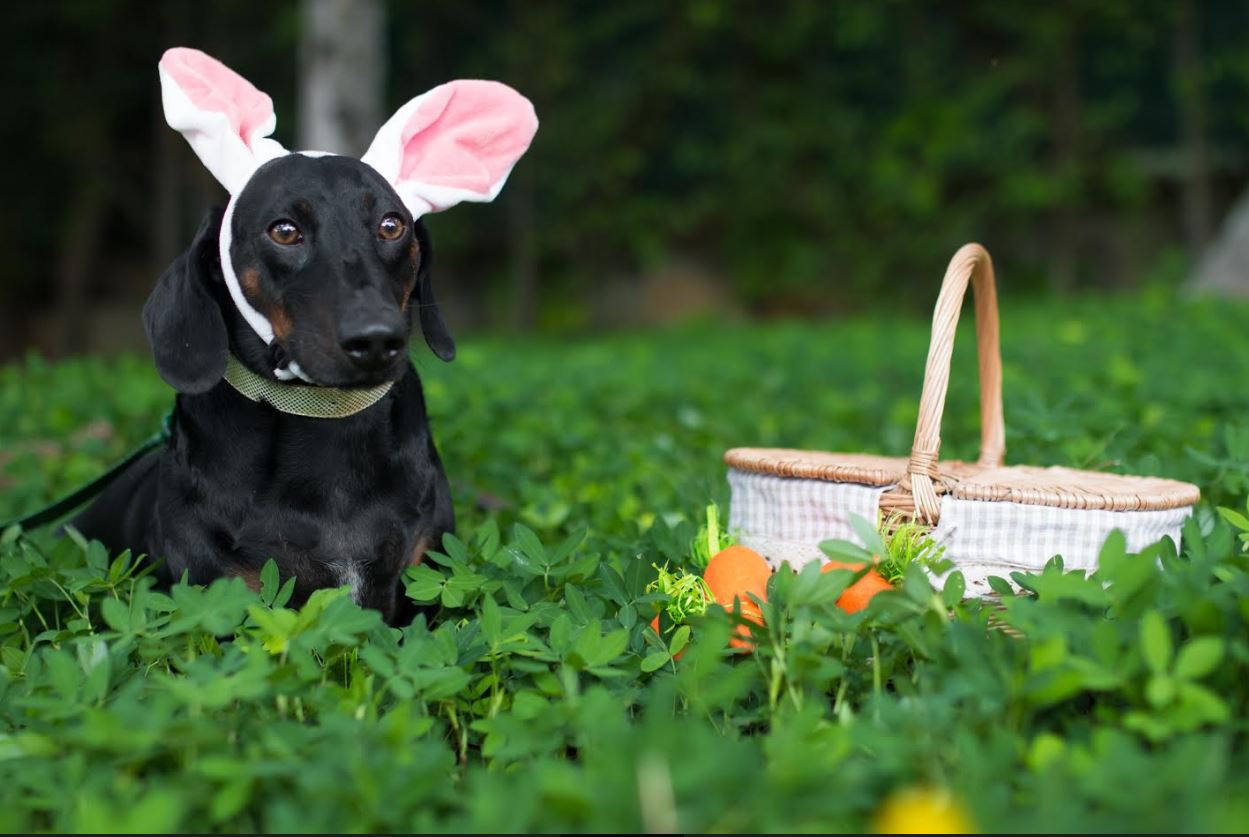 Nessa Páscoa, a cachorrada tem de fazer igual ao Bento: comer só cenoura. Crédito: Paulinha León Fotografia 