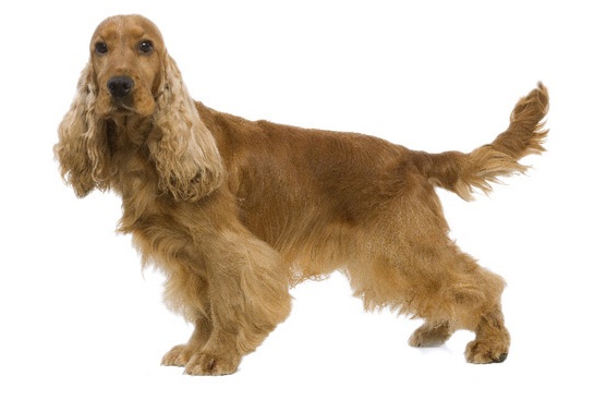 Cocker com a cauda longa: no passado, criadores cortava o rabinho do cachorro, sem necessidade Crédito: Reprodução