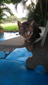 A gatinha Dorothy praticamente renasceu, depois de desenganada Crédito: Arquivo pessoal 