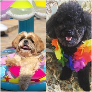 Lola( @instalolaemia) e Bob (@bobtheblackpoodle)estão entre os nomes preferidos 