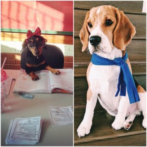 Amora (@amora_dachshund_) e Billy (@billy_heisenberg) são tendência 