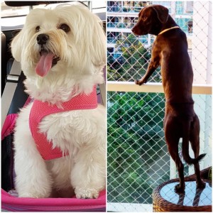 Nina (@nina_brahuna) e Luke (@luke_leia_skydog): nomes disputados 
