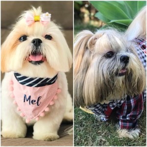 Mel (@mel.cloe) e Thor (@assuncao_thor): nomes campeões 
