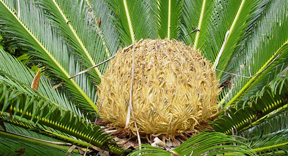 A planta Cica representa um perigo para animais de estimação