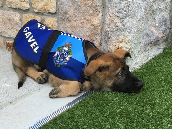 cão