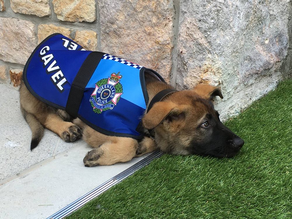 cão
