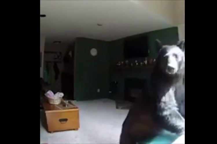 urso