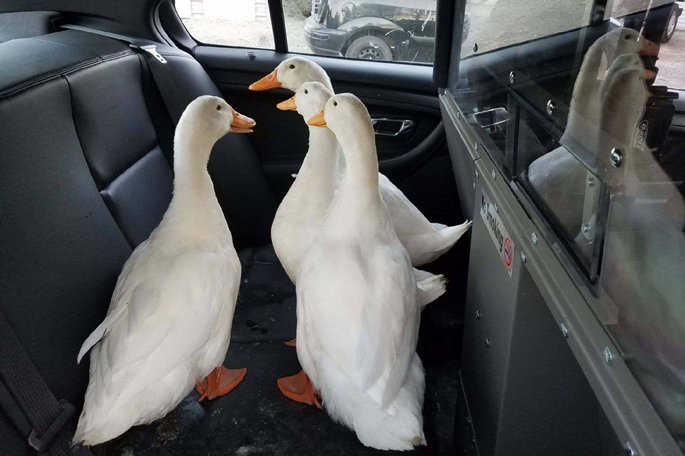 patos