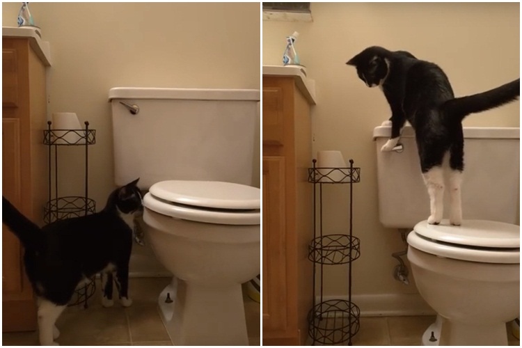 gato
