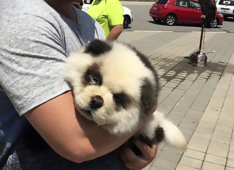 Panda