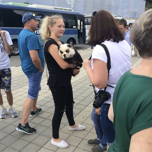 Panda
