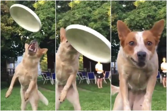 frisbee