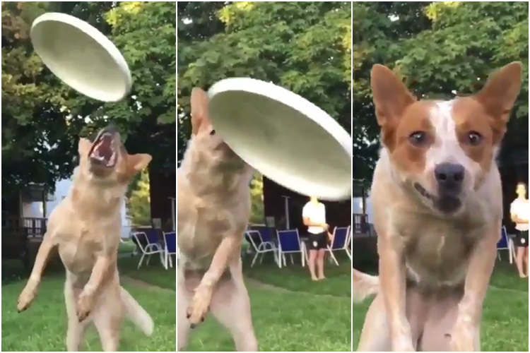 frisbee