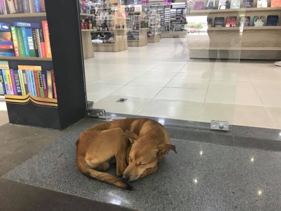 cão