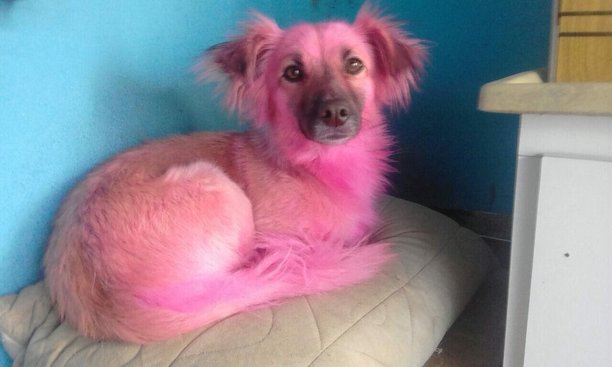 cachorro