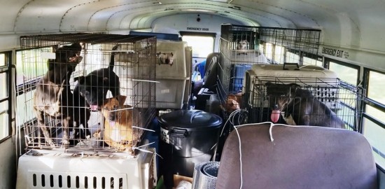 animais