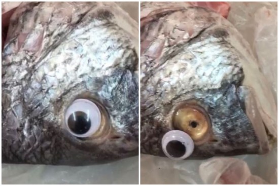 peixaria