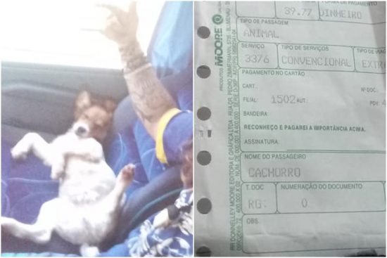 doguinho