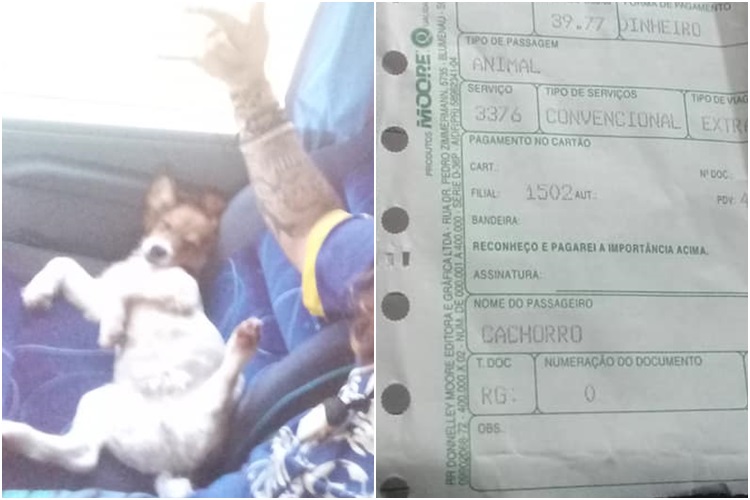 doguinho