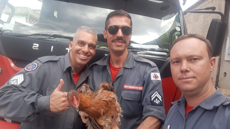 galinha