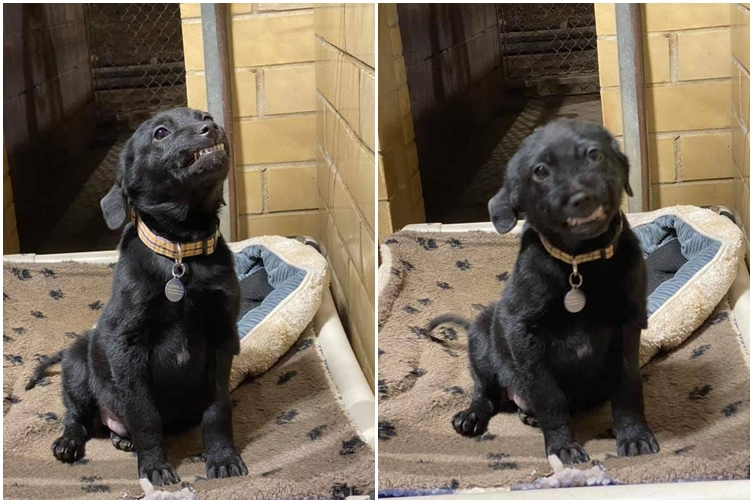 cãozinho