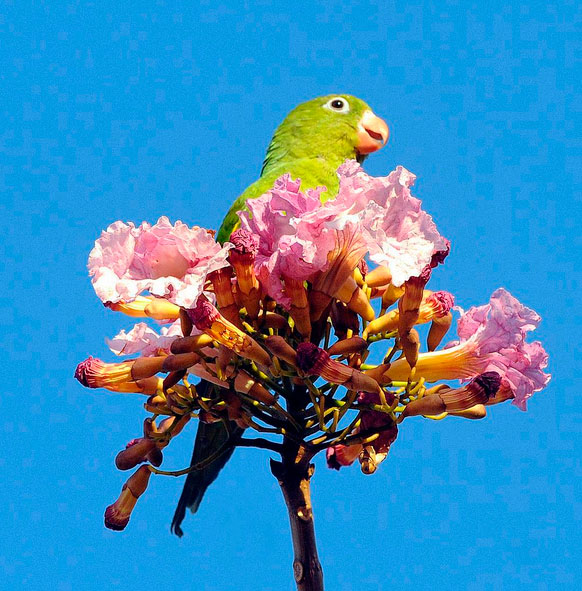  Isto é Brasília. Meu Buquê... Periquito posado sobre rosa de ipê.