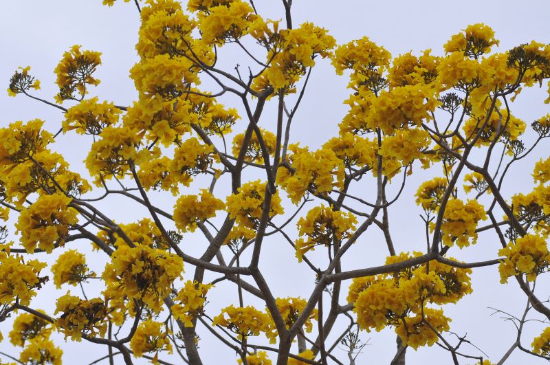 16/08/2016 Crédito: Minervino Junior/CB/D.A Press. Brasil. Brasília - DF. Florada dos Ipês. Ipe amarelo florido no Zoologico de Brasilia.