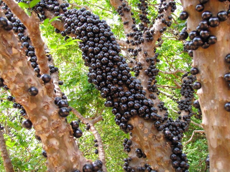 Credito: Reproducao. Pe de jabuticaba.