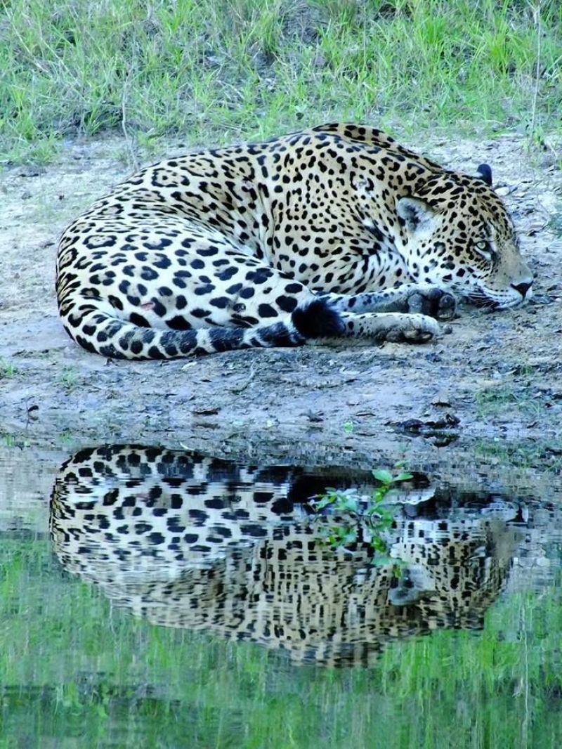 Crédito: Walfrido Tomas/Divulgação. Colar brasileiro de monitoramento animal. Onça no Pantanal.