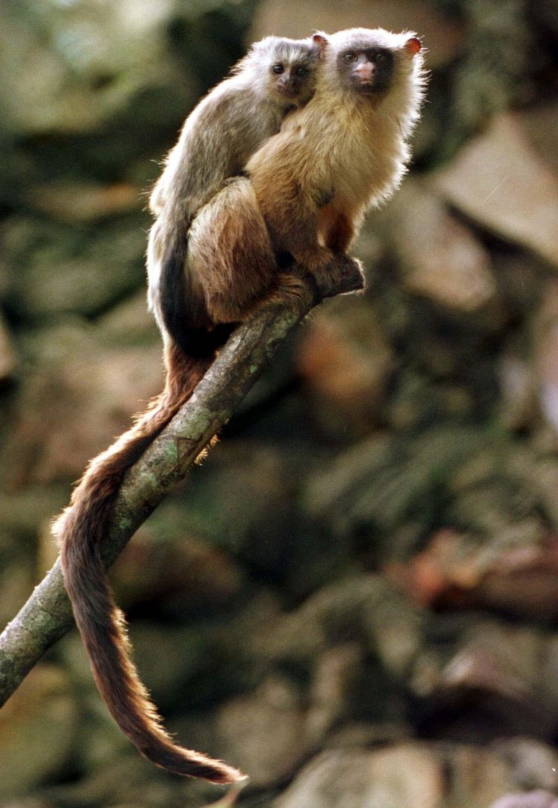 Brasil. Brasilia - DF. Pauta: Zoologico. Animais com filhotes. Sagui-branco. Brasilia, 20/11/01. Foto: Edson Ges/CBPress. Neg. 068358. Ed. Cidades. TC (1 A 7)Zoologico. Animais com filhotes. Sagui-branco (CALLITHRIX MELANURA)22 nov. 2001. Este e meu, Capa.2 dez. 2001. Este e meu, p. 3.