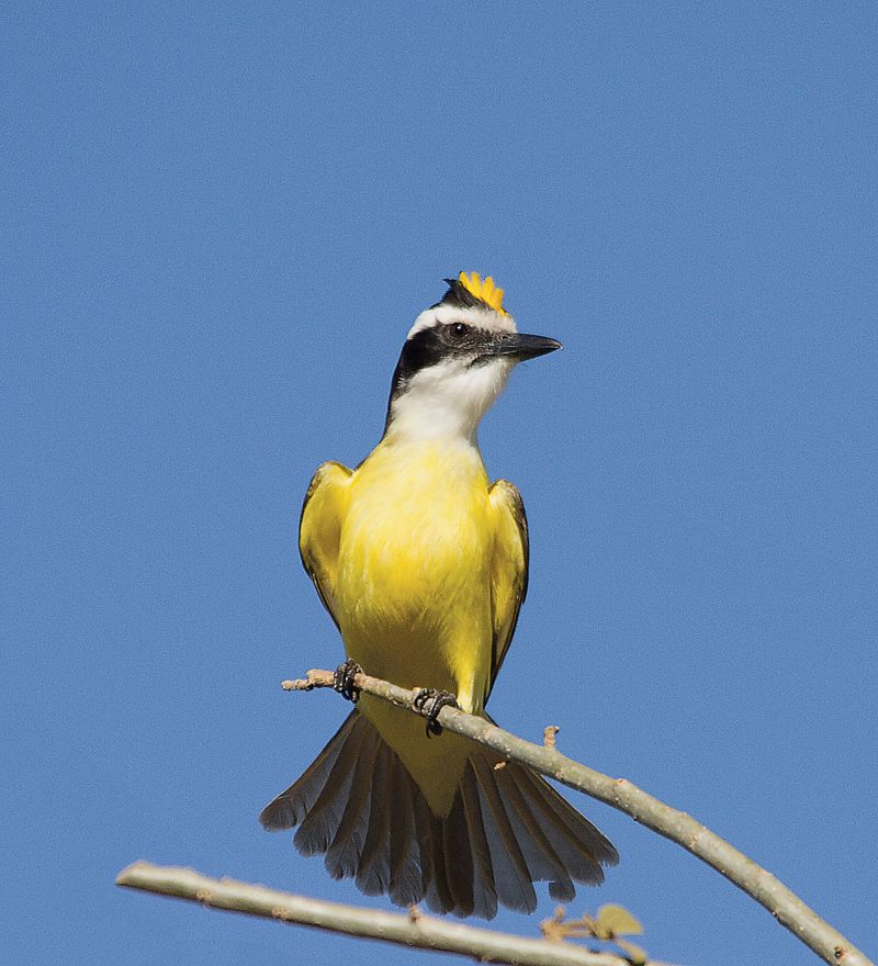 Credito: Tancredo Maia Filho/Divulgacao. Bem - te-vi eriça o topete amarelo quando em disputa do território ou para impressionar a fêmea quando está em cortejo nupcial.